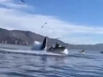 ballena-png.
