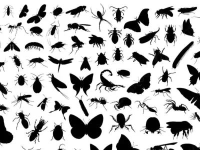 insectos-png.