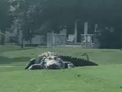 caiman-jpg.