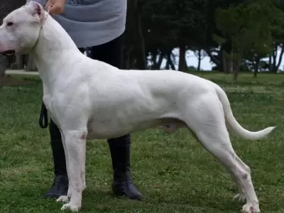 dogo-jpg.