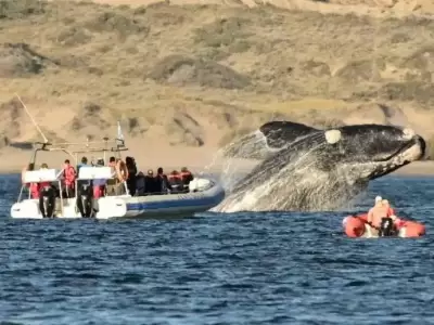 imagen-puerto-madryn-temporada-de-ballenas-2021-foto-maxi-jonas-05-1-jpg.
