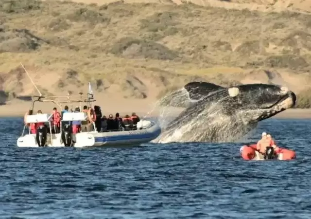 imagen-puerto-madryn-temporada-de-ballenas-2021-foto-maxi-jonas-05-1-jpg.
