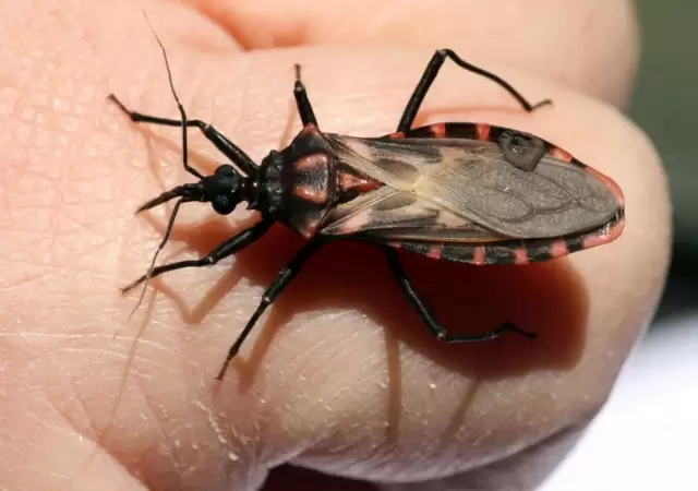 chagas-png.