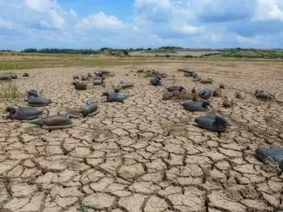 suelo-patos-cambio-climatico-696x462-jpg.
