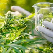 El Gobierno dar� de baja 300 mil permisos para cultivar cannabis medicinal