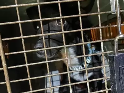 puppy-hartsfield-jackson-airport-jpg.