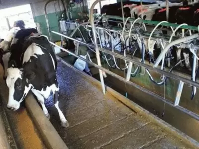 tambo-mendoza-leche-productores-argentina-escasez-marcas