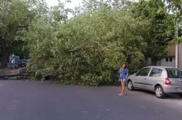 En Mendoza las fuertes rfagas de Viento Zonda sacudieron a tal punto a los rboles que algunos no resistieron y se quebraron.