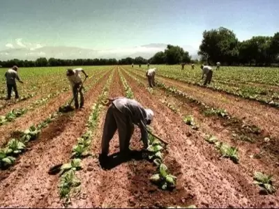 modalidades-contractuales-regimen-trabajo-agrario-196005-webp.