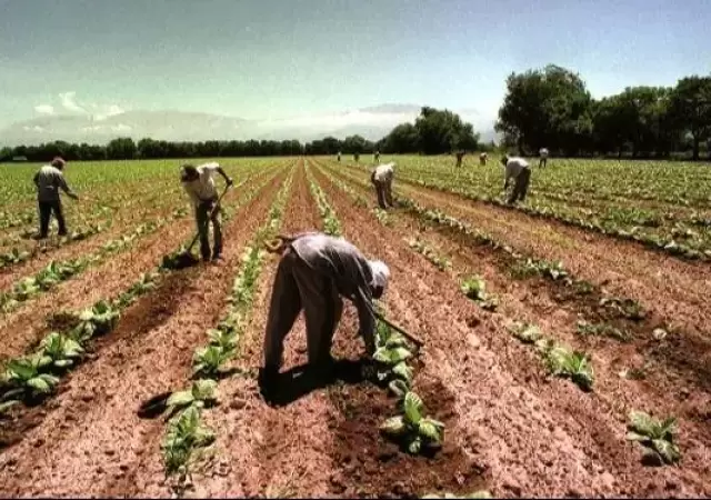 modalidades-contractuales-regimen-trabajo-agrario-196005-webp.