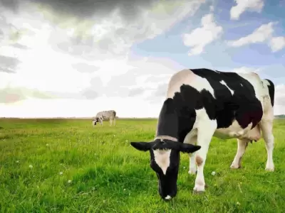 las-mejores-razas-de-vacas-lecehras-de-o-ganado-bovino-en-argentina-scaled-jpg.