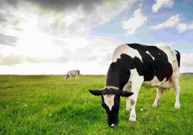 las-mejores-razas-de-vacas-lecehras-de-o-ganado-bovino-en-argentina-scaled-jpg.
