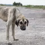 Proyecto de ley para subir las penas por maltrato animal