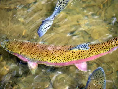 truchaarcoiris-jpg.
