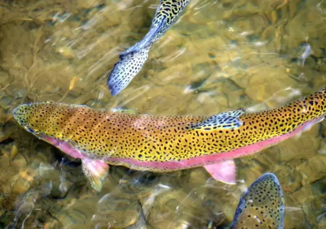 truchaarcoiris-jpg.