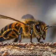 C�mo manejar la presencia de abejas en tu hogar de forma segura