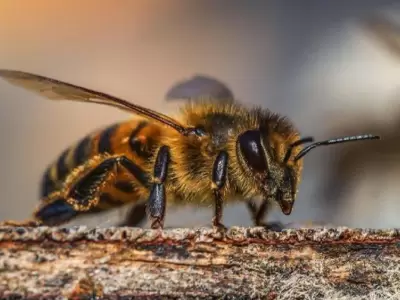 abejas-jpg.