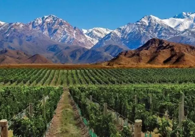 mendoza-jpg.