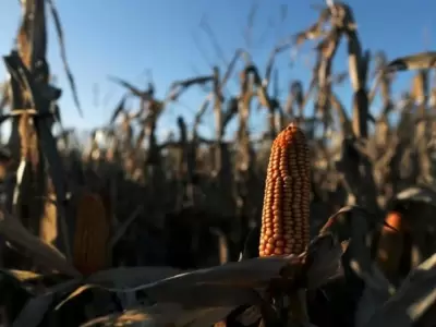 maiz-jpg.