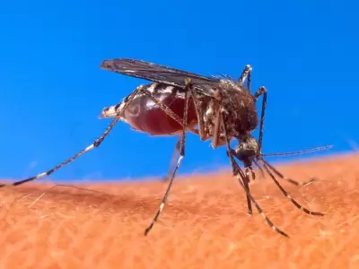 aedes-aegypti-biting-human-jpg.