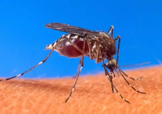 aedes-aegypti-biting-human-jpg.