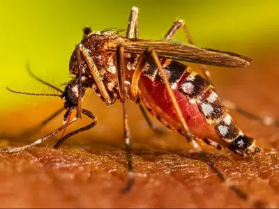 dengue-jpg.