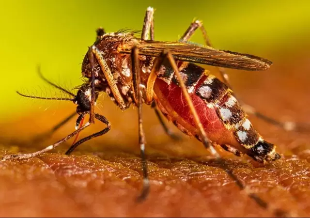 dengue-jpg.