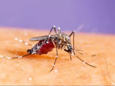 dengue-png.