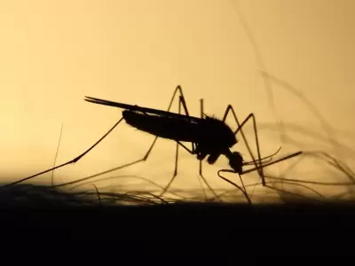 mosquito-dengue-png.