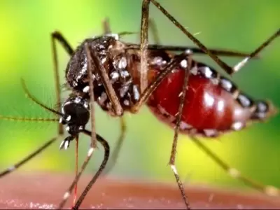 dengue-jpg.