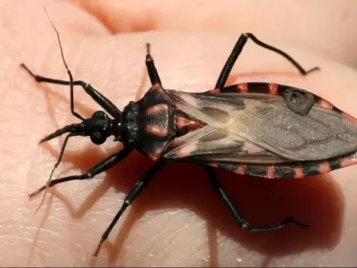 mal-de-chagas-enfermedad-argentina-png.