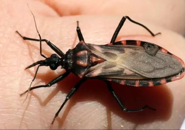 mal-de-chagas-enfermedad-argentina-png.