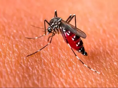 dengue-mosquito-argentina-png.
