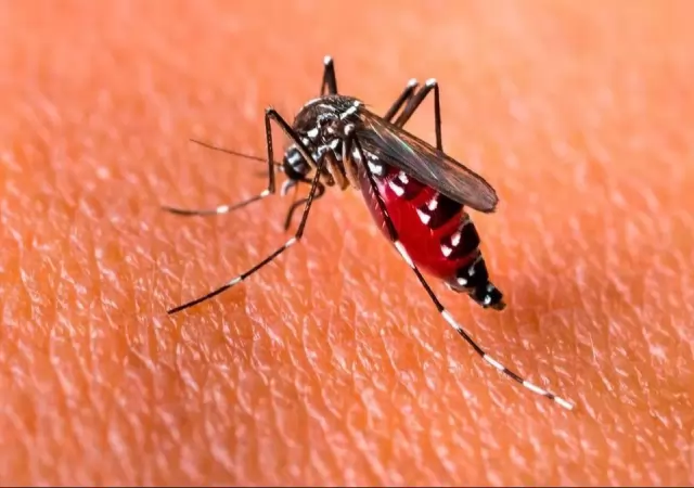 dengue-mosquito-argentina-png.