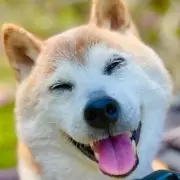Falleci Kabosu, la famosa can de una conocida criptomoneda