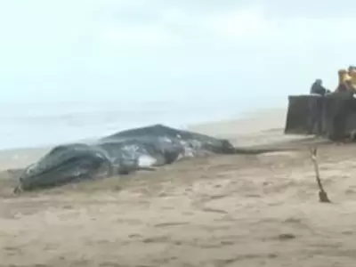 Una de las ballenas muertas que aparecieron muertas en Buenos Aires.