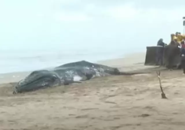 Una de las ballenas muertas que aparecieron muertas en Buenos Aires.