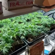 Mendocann: La expo del cannabis que revoluciona la provincia