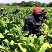 La fundacin SALES propone alternativas al cultivo de tabaco