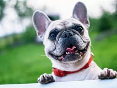 Perro De Pelo Corto Blanco