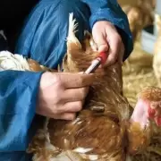 Detectaron la primera muerte de una variante muy contagiosa de Gripe Aviar