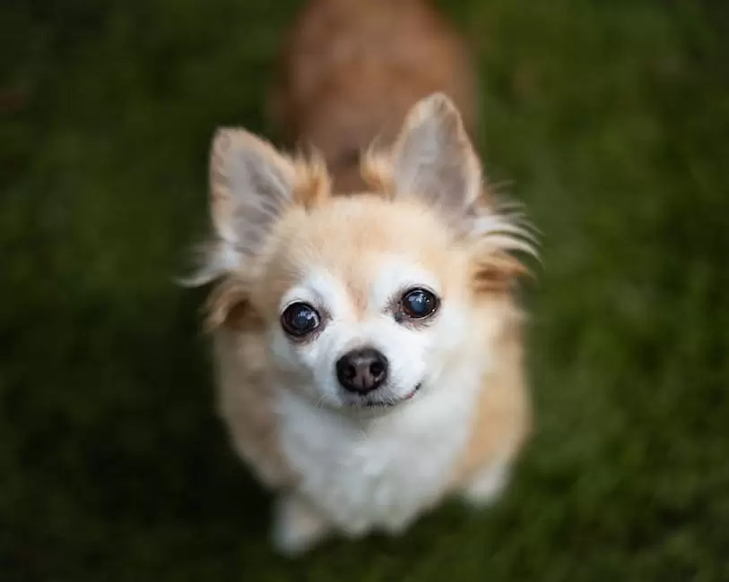 Fotos de stock gratuitas de animal, aterciopelado, canino