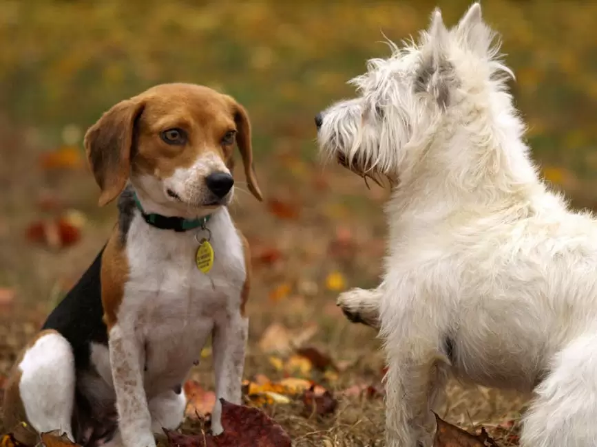 Cachorros Beagle Tricolor Y West Highland White Terrier Jugando En El Csped