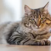 Esta es la razón por la cual tus gatos se acercan a ti cuando estás enfermo