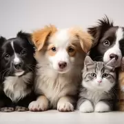 Los peligros y riesgos de no vacunar a tu mascota
