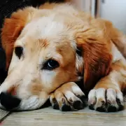 Cmo evitar que tu perro te pida comida mientras ests en la mesa?