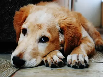 Perro