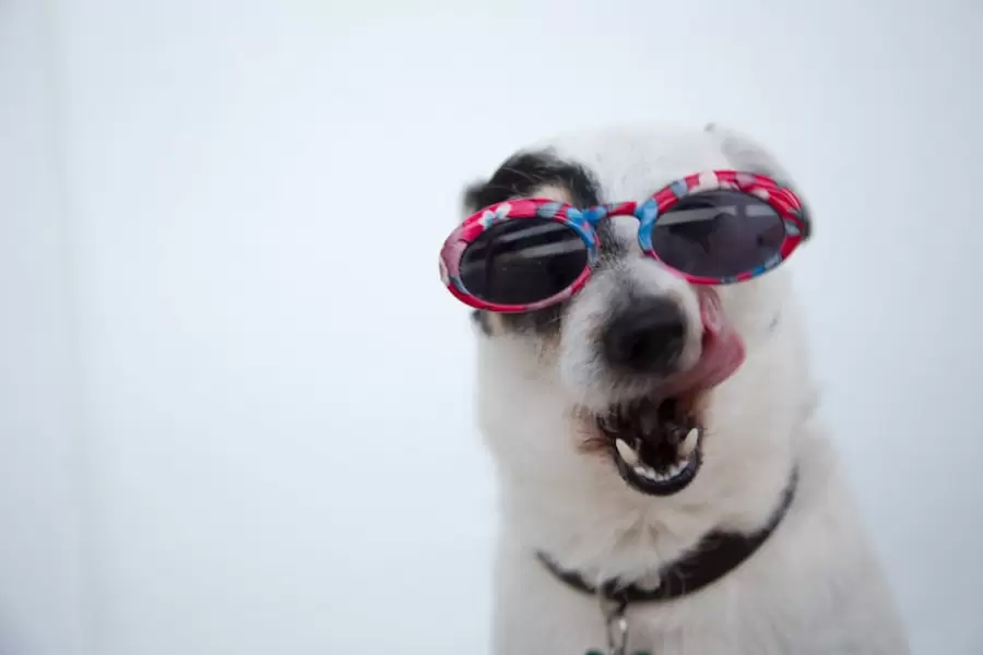 Perro Con Gafas De Sol