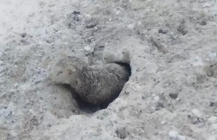 Uno de los bovinos debi ser rescatado luego de que qued aislado del grupo que trataron de mantener unidos los perros pastores.