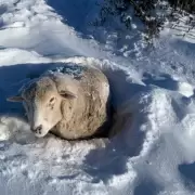 Ovejas en peligro: productor toma drstica decisin para salvarlas del crudo invierno